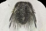 Spiny Leonaspis Trilobite - Morocco #98638-1
